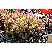 Lactuca sativa LolloRosso 14 Lollo Ross
