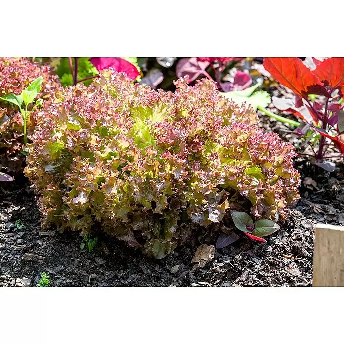 Piardino Pflücksalat - Rosettenartig, Sonnig - Detailaufnahme