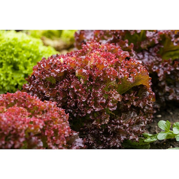 Lactuca sativa LolloRosso 14 Lollo Ross