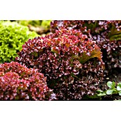 Lactuca sativa LolloRosso 14 Lollo Ross