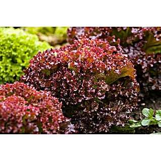 Piardino Pflücksalat (Lactuca sativa Lollo Rosso)