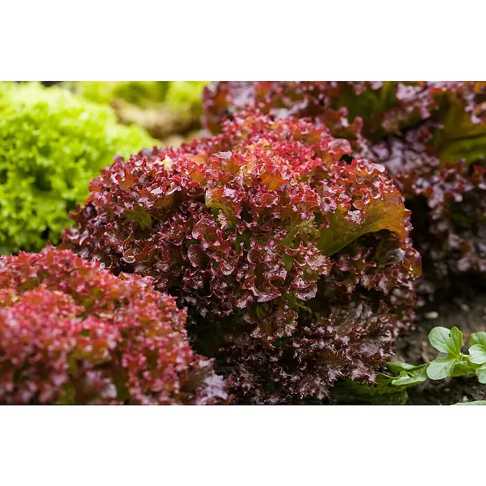Piardino Pflücksalat - Rosettenartig, Sonnig - Nahaufnahme von lebendigem, rotem Blattsalat, der im Garten wächst, mit grünen Salatpflanzen im Hintergrund für einen frischen Farbakzent.