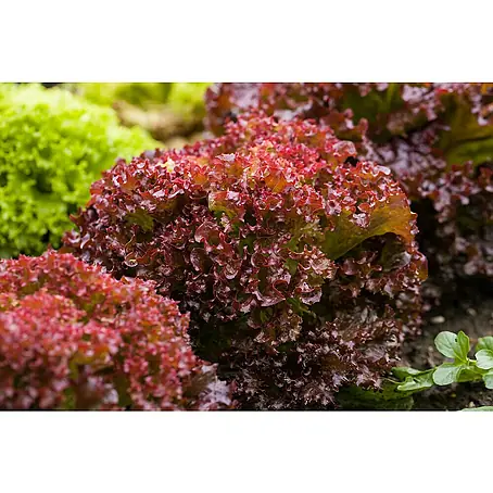 Piardino  Pflücksalat