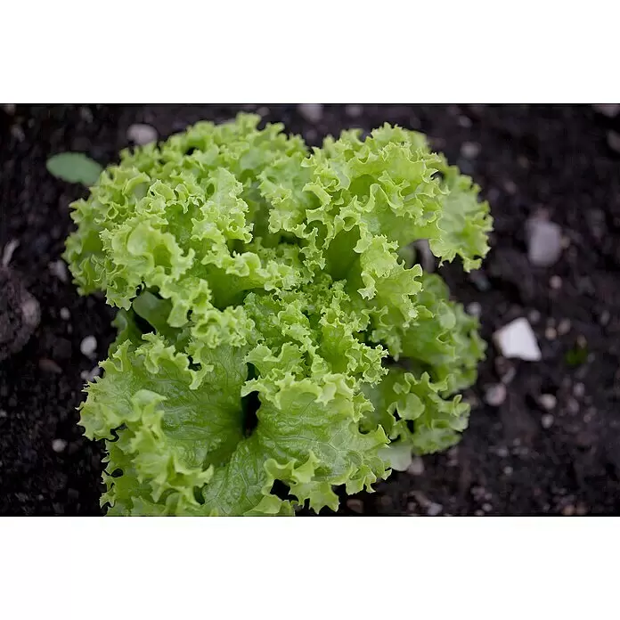 Piardino Kopfsalat 6er Schale - Lactuca sativa Lollo Bionda - Detailaufnahme