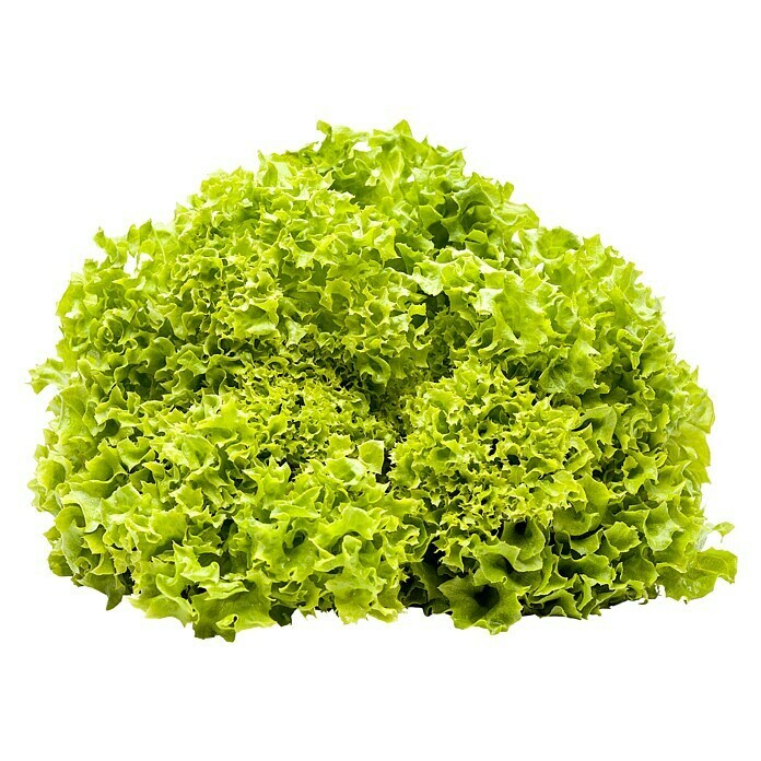 Lactuca sativa LolloBionda 14 Lollo Bio