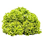 Lactuca sativa LolloBionda 14 Lollo Bio