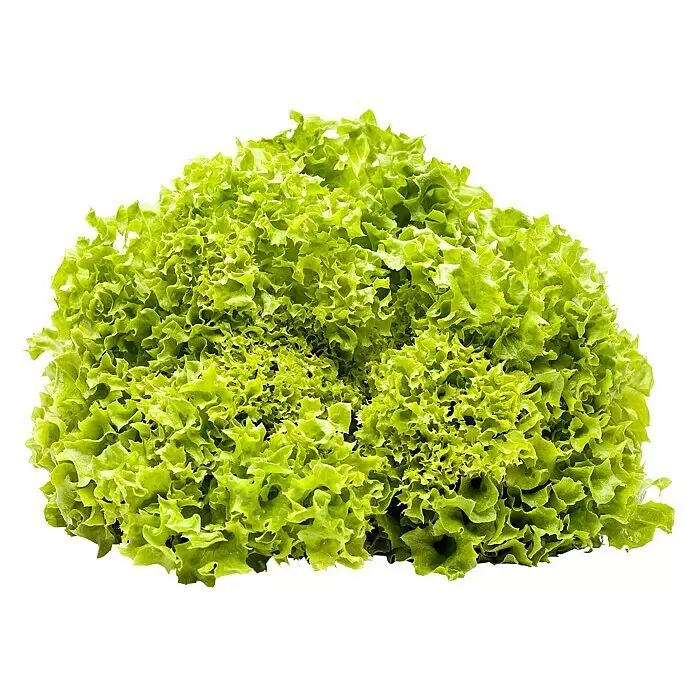 Piardino Kopfsalat 6er Schale - Lactuca sativa Lollo Bionda - Vorderansicht