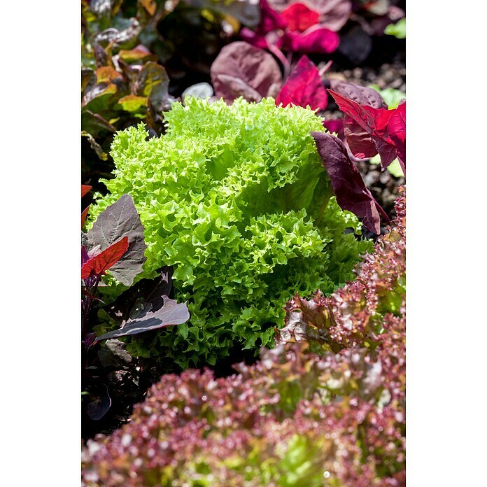 Lactuca sativa LolloBionda 14 Lollo Bio