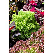 Lactuca sativa LolloBionda 14 Lollo Bio