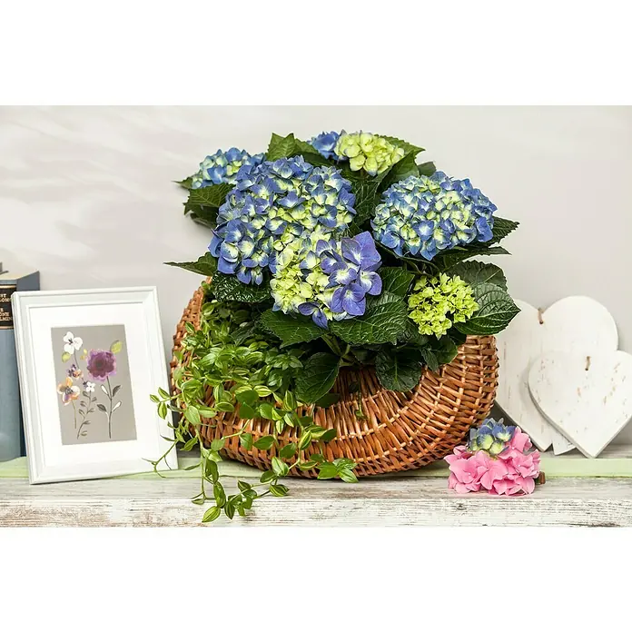 Piardino BauernhortensieHydrangea macrophylla verschiedene Farben, Topfgröße: 10 cm, Rosa/Rot/Blau/Weiß - Das Bild zeigt eine prächtige blaue Hortensie in einem rustikalen Korb, umgeben von Deko-Elementen, die eine warme, einladende Atmosphäre schaffen.