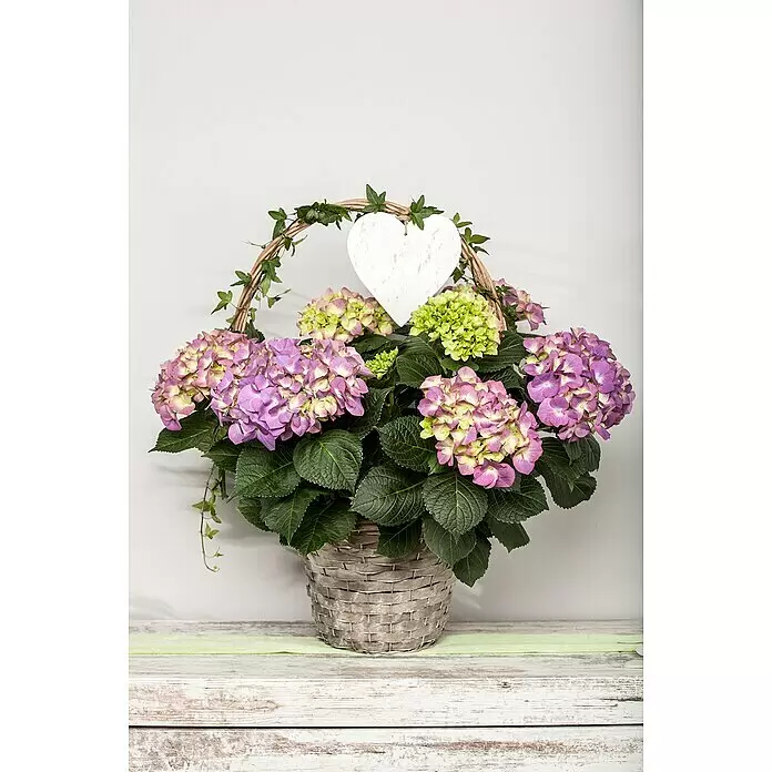 Piardino Bauernhortensie - Hydrangea macrophylla, Topfgröße: 14 cm, Verschiedene Farben - Stimmungsaufnahme