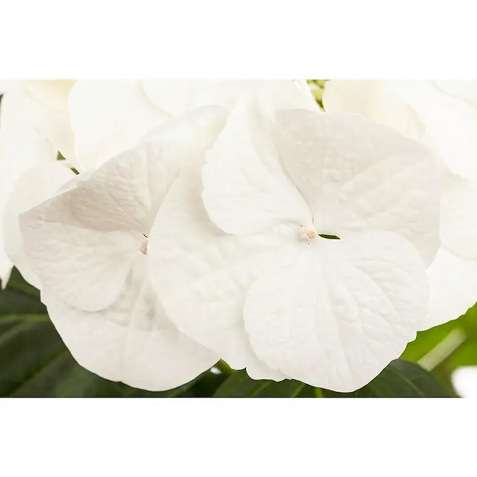 Piardino BauernhortensieHydrangea macrophylla verschiedene Farben, Topfgröße: 10 cm, Rosa/Rot/Blau/Weiß - Nahaufnahme von weißen Hortensienblüten mit zarten Blütenblättern und grünen Blättern, die die Schönheit und Eleganz der Natur hervorheben.