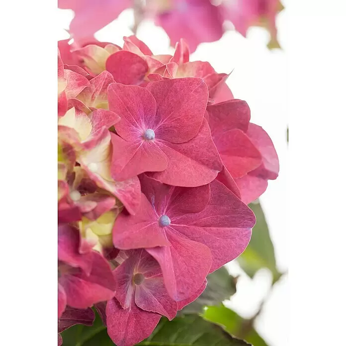 Piardino Bauernhortensie - Hydrangea macrophylla, Topfgröße: 14 cm, Verschiedene Farben - Detailaufnahme