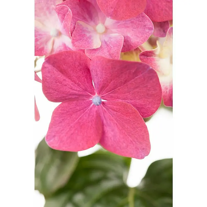 Piardino Bauernhortensie - Hydrangea macrophylla, Topfgröße: 14 cm, Verschiedene Farben - Nahaufnahme einer rosa Hortensienblüte mit zarten Blütenblättern und einem blauen Farbtupfer in der Mitte.