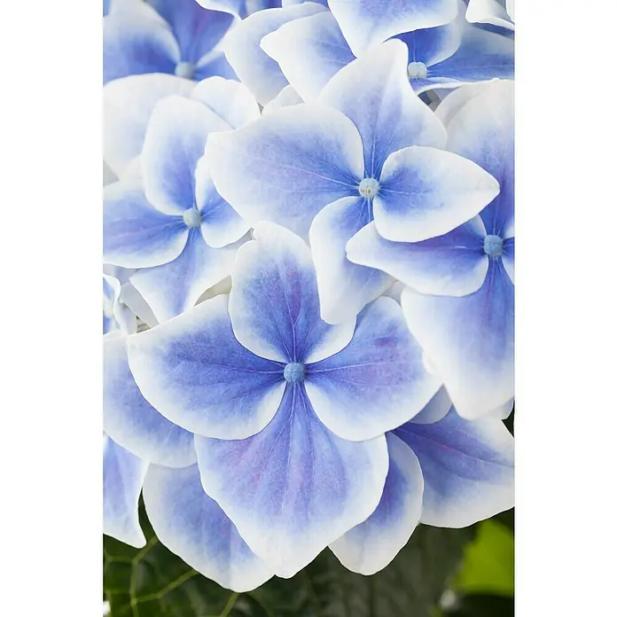 Piardino BauernhortensieHydrangea macrophylla verschiedene Farben, Topfgröße: 10 cm, Rosa/Rot/Blau/Weiß - Nahaufnahme einer blassblauen Hortensienblüte mit weißen Rändern, die die zarten Blütenblätter und die sanfte Farbpalette hervorhebt.
