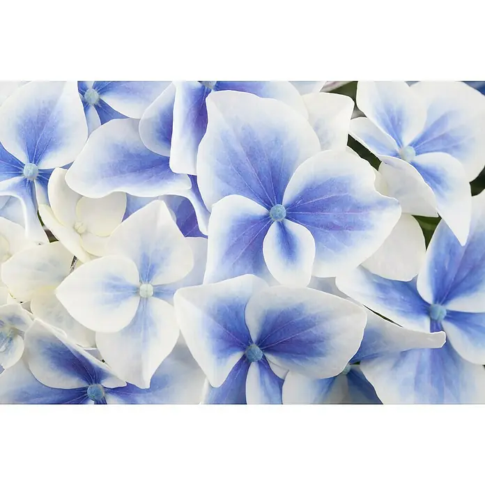 Piardino Bauernhortensie - Hydrangea macrophylla, Topfgröße: 14 cm, Verschiedene Farben - Nahaufnahme einer Gruppe blassblauer und weißer Hortensienblüten mit zarten Details.