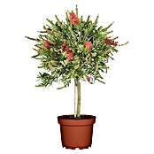 Callistemon citrinus21 Splendens mit ro