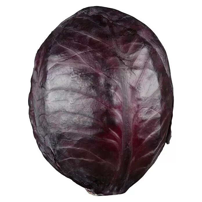 Piardino Rotkohl 6er Schale - Brassica oleracea - Vorderansicht