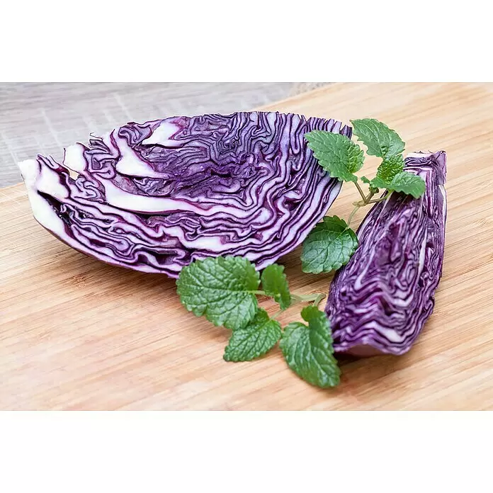 Piardino Rotkohl 6er Schale - Brassica oleracea - Stimmungsaufnahme