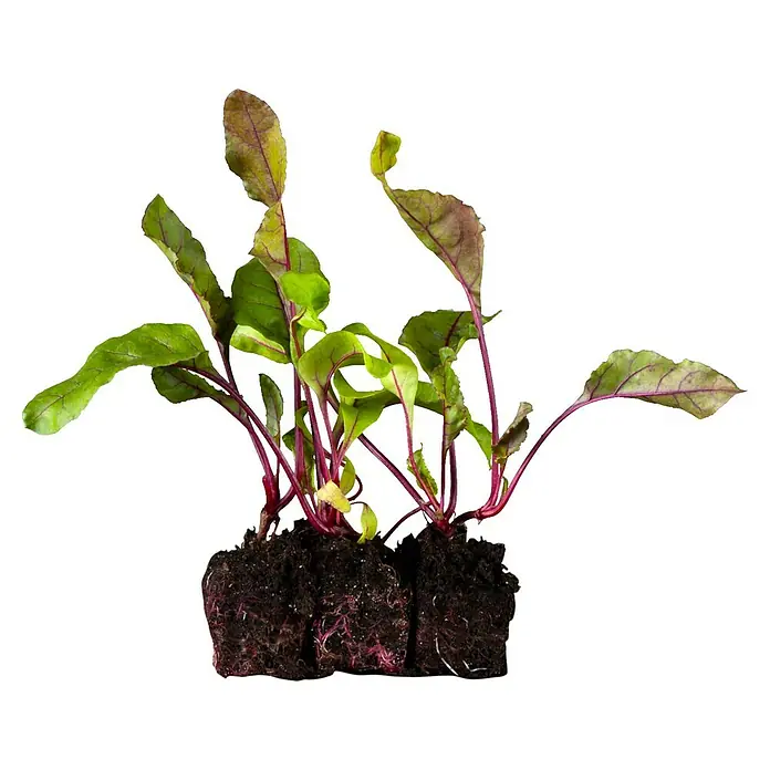 Piardino Rote Bete in Schale - Beta vulgaris - Jungpflanzen von Rote Bete mit grünen Blättern und roten Stielen in Erde.