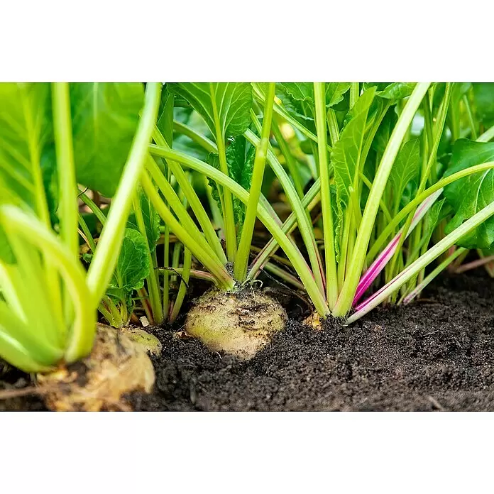 Piardino Rote Bete in Schale - Beta vulgaris - Detailaufnahme