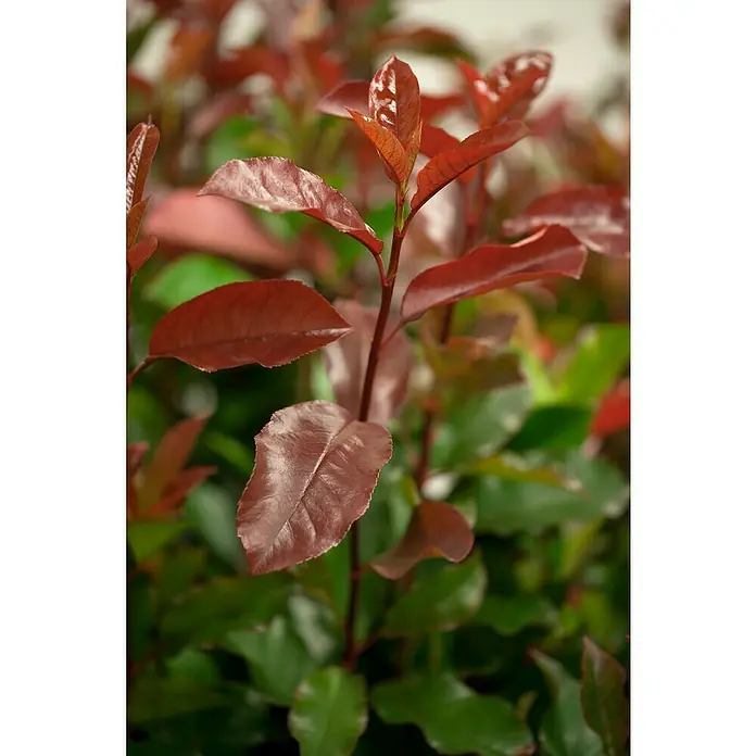 Piardino Glanzmispel - Photinia fraseri, Topfgröße: 23 cm - Nahaufnahme einer Pflanze mit glänzenden, rotbraunen Blättern, die einen schönen Kontrast zu den grünen Blättern im Hintergrund bildet.