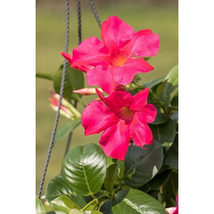 Dipladenia Sundaville Ampel 25