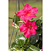 Dipladenia Sundaville Ampel 25