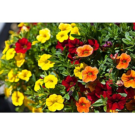 Piardino Zauberglöckchen (Petunia calibrochea, Topfgröße: 12 cm)