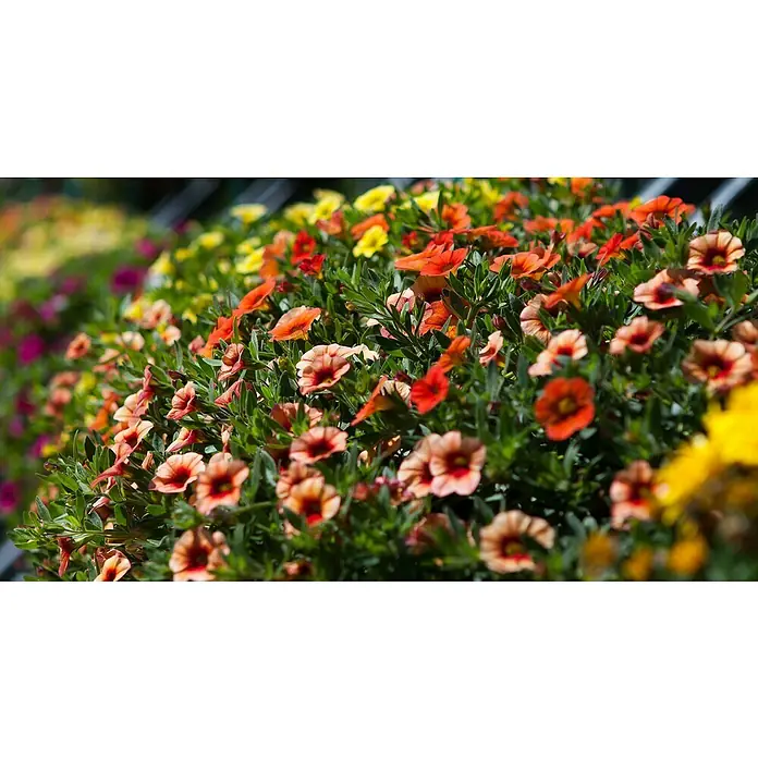 Piardino Petunia calibrachoa - Calibrachoa Hybride, Tamaño de maceta: 13 cm, Según su variedad - Primer plano de un exuberante macizo de flores lleno de vibrantes petunias amarillas, rojas y naranjas.