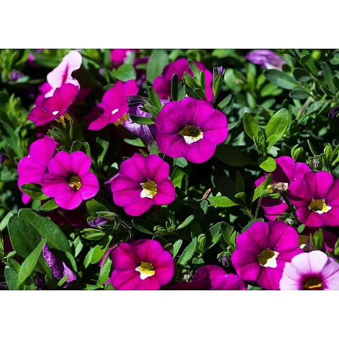 Piardino Zauberglöckchen - Topfgröße: 13 cm, verschiedene Farben - Detailaufnahme