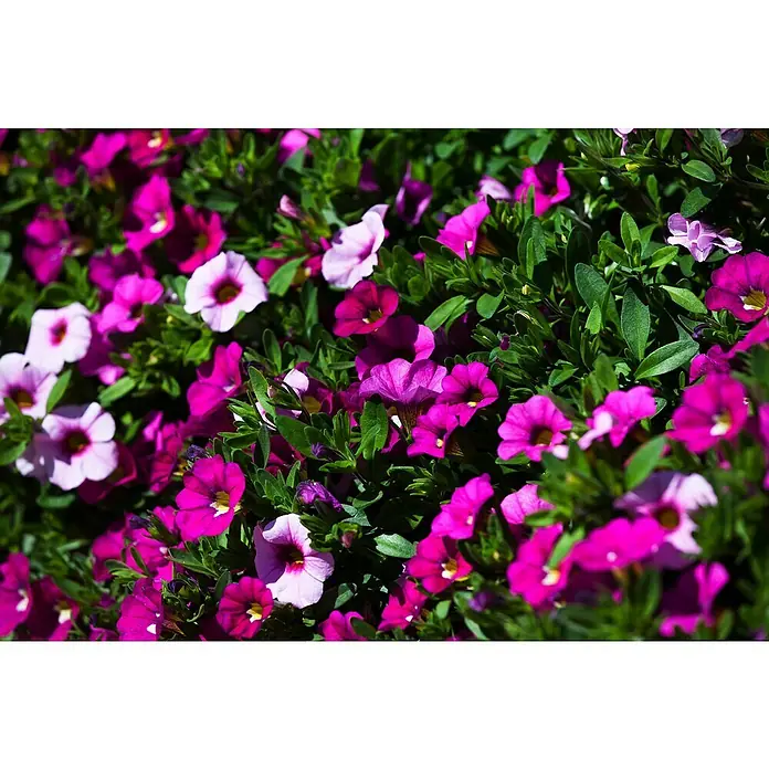 Piardino Petunia calibrachoa - Calibrachoa Hybride, Tamaño de maceta: 13 cm, Según su variedad - Una toma cercana que captura la rica mezcla de flores de calibrachoa coloridas, creando una exhibición vibrante con abundantes flores.
