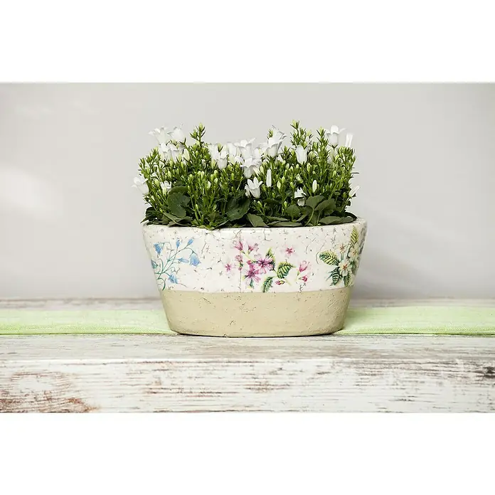 Piardino Campanilla dálmata - Campanula portenschlagiana, Tamaño de maceta: 11 cm, En función de la variedad - Primer plano de una campanilla en una maceta decorativa, sentada en una mesa rústica de madera con un toque de tela verde.