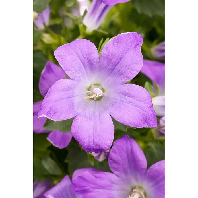 Piardino Campanilla dálmata - Campanula portenschlagiana, Tamaño de maceta: 11 cm, En función de la variedad - Primer plano de una delicada campanilla púrpura con cinco pétalos, destacando sus intrincados detalles y la floración central.