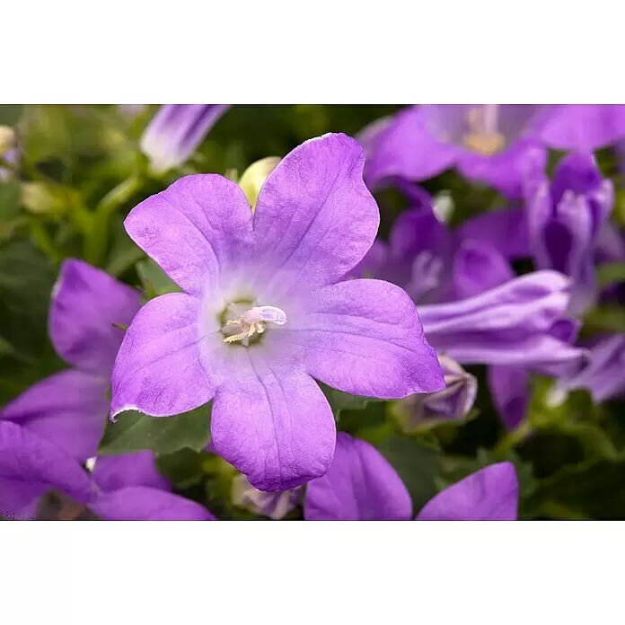 Piardino Polsterglockenblume - Topfgröße: 13 cm - Detailaufnahme