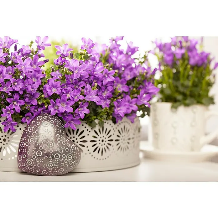 Piardino Campanilla dálmata - Campanula portenschlagiana, Tamaño de maceta: 11 cm, En función de la variedad - Primer plano de una planta en maceta con vibrantes campanillas moradas, junto a un corazón decorativo, que transmite un ambiente sereno y afectuoso.