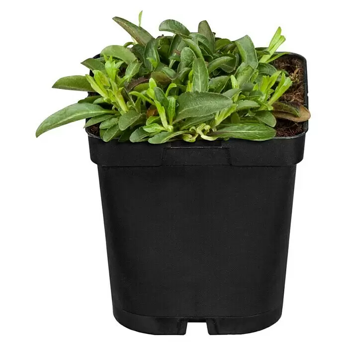 Piardino Garten-Ehrenpreis knospig - Veronica spicata, Topfgröße: 19 cm - Eine kleine grüne Pflanze mit schlanken Blättern in einem schwarzen Plastiktopf.