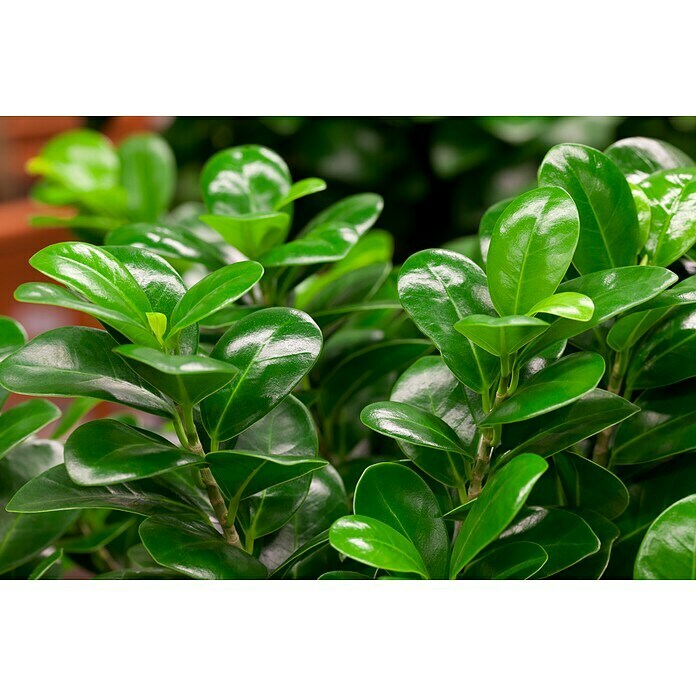 Ficus microcarpa 35