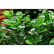 Ficus microcarpa 35