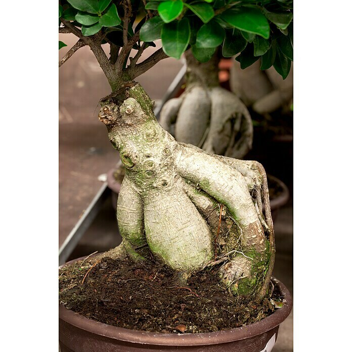 Ficus microcarpa 35