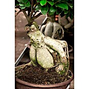 Ficus microcarpa 35