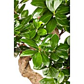 Ficus microcarpa 35