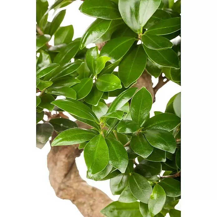 Piardino Chinesische Feige - Ficus microcarpa, Topfgröße: 35 cm - Nahaufnahme von lebendig grünen Blättern und einem knorrigen braunen Stamm einer Bonsaipflanze.