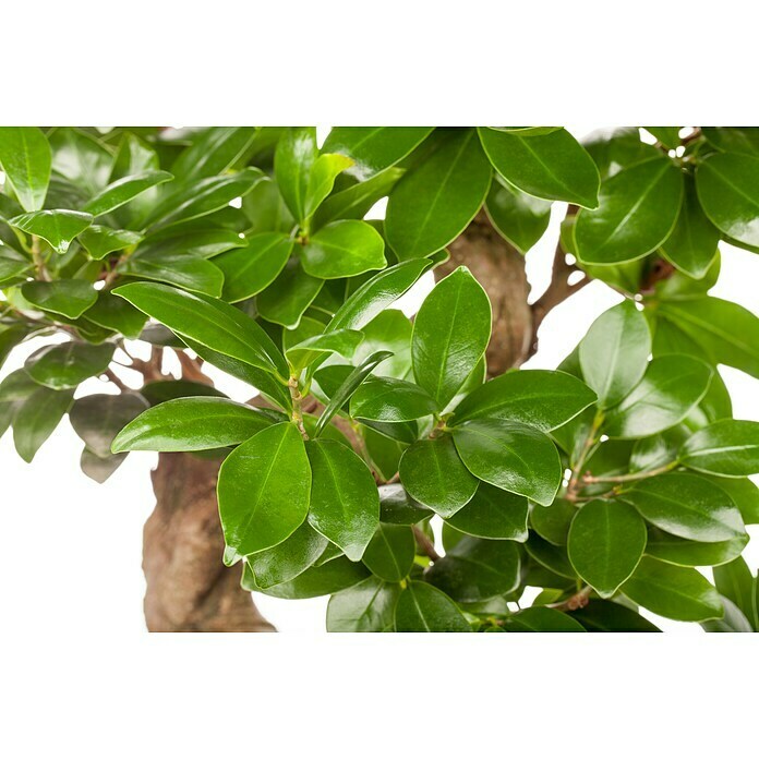 Ficus microcarpa 35