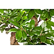 Ficus microcarpa 35