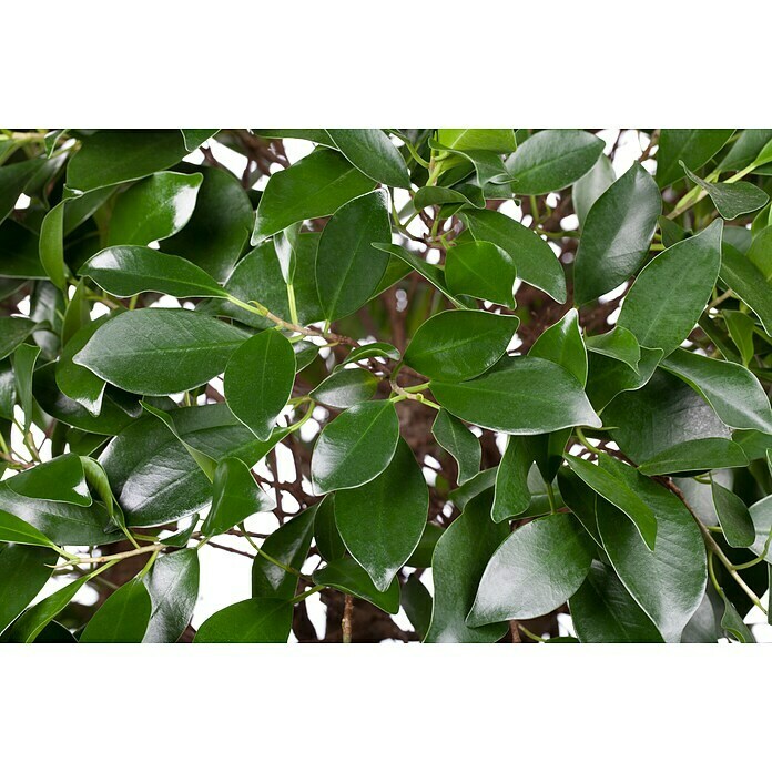Ficus microcarpa 35