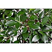 Ficus microcarpa 35