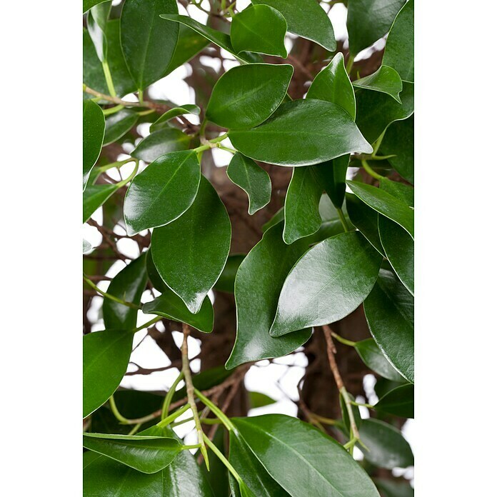 Ficus microcarpa 35