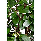 Ficus microcarpa 35
