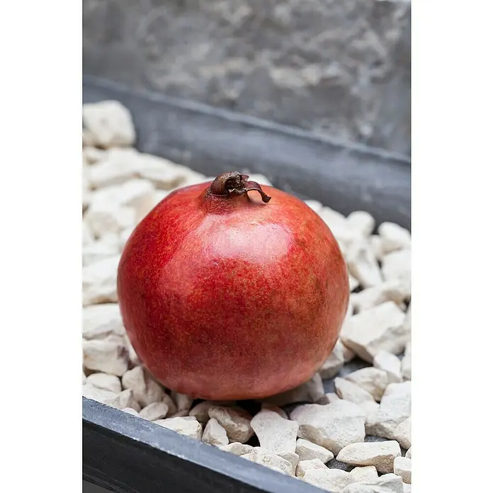 Granado - Punica granatum - Primer plano de una suculenta granada sobre guijarros blancos, mostrando su rico color rojo y su forma única.